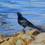 Grackle 2 N500_4082.jpg