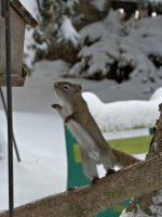 F11 Squirral DSC_1115 -1.jpg