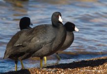 American Coot N500_4015.jpg