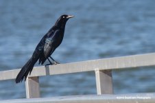 Great Tailed Grackle N500_4025.jpg