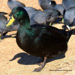 Cayuga Duck N500_4031.jpg
