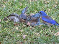 Bluebird6.jpg