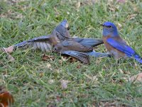 Bluebird7.jpg