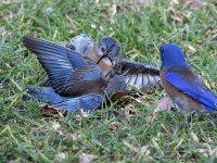 Bluebird8.jpg