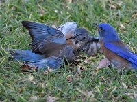 Bluebird9.jpg