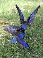 Bluebird11.jpg