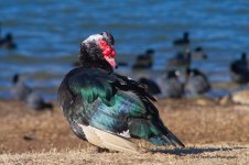 Muscovy Duck N500_4004.jpg