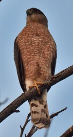 ROY_6172.JPG