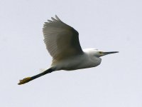 Egret.jpg
