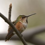 Hummer13.jpg