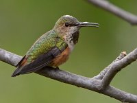 Hummer17.jpg