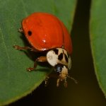 Ladybug3.jpg