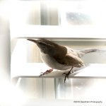Wren N500_4259.jpg
