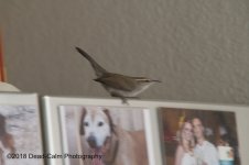 Wren N500_4260.jpg