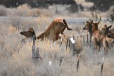 Elk_00021.jpg