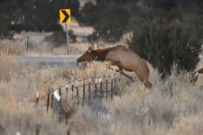 Elk_00029.jpg