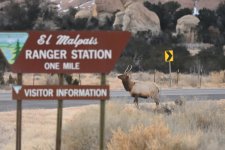 Elk_00028.jpg