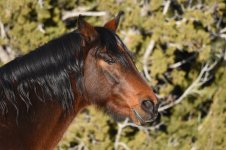 Horses6.jpg