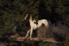 Horses8.jpg