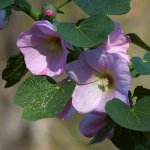 Hollyhock.jpg