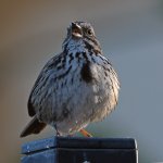 Sparrow3.jpg