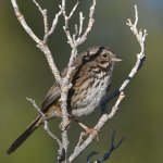 Sparrow5.jpg
