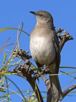 Mockingbird6.jpg