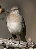 Mockingbird.jpg