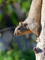 Squirrel.jpg