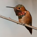 Hummer13.jpg