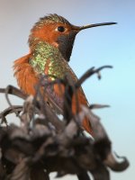 Hummer22.jpg