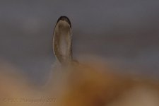 01-30-18-cr__D7K8311.jpg