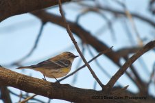 Warbler N500_4234.jpg