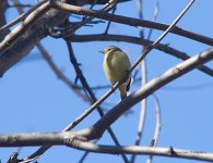 OC Warbler N500_4210.jpg