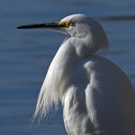 Egret3.jpg
