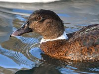 Mallard.jpg
