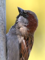Sparrow3.jpg