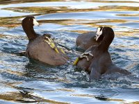 Coot4.jpg