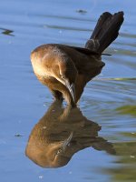 Grackle4.jpg