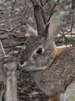 Bunny2.jpg