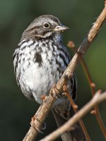 Sparrow4.jpg