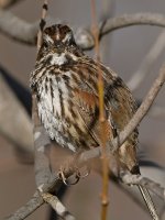 Sparrow6.jpg