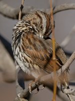 Sparrow8.jpg