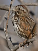 Sparrow11.jpg