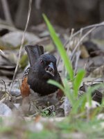 Towhee.jpg