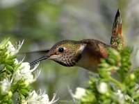 Hummer18.jpg