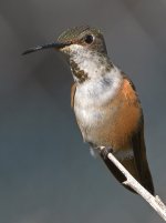 Hummer36.jpg