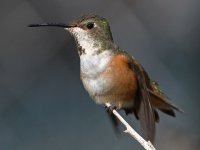Hummer34.jpg
