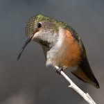 Hummer46.jpg