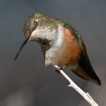 Hummer47.jpg